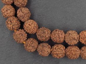 Rudraksha a jin semnka