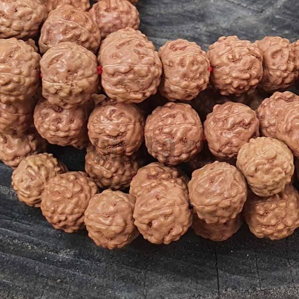 Rudraksha korlky 11-12mm ra